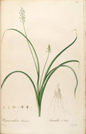 手绘插画 花卉装饰画 花草图谱