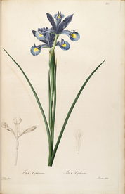 手绘插画 花卉装饰画 花草图谱