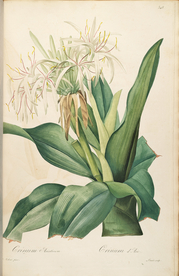 手绘插画 花卉装饰画 花草图谱