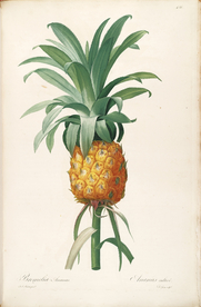 手绘插画 花卉装饰画 花草图谱