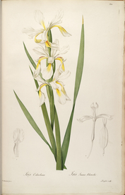 手绘插画 花卉装饰画 花草图谱