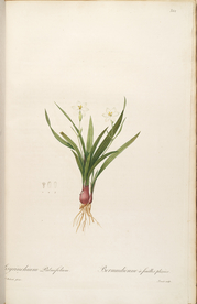 手绘插画 花卉装饰画 花草图谱