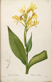 手绘插画 花卉装饰画 花草图谱