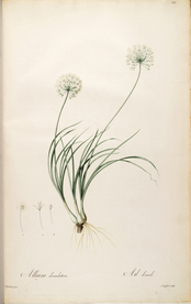 手绘插画 花卉装饰画 花草图谱