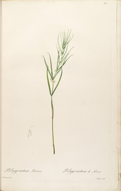 手绘插画 花卉装饰画 花草图谱