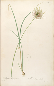 手绘插画 花卉装饰画 花草图谱