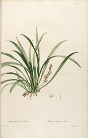 手绘插画 装饰画 花草图谱