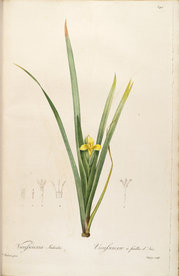 手绘插画 装饰画 花草图谱 植