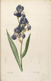 手绘插画 装饰画 花草图谱