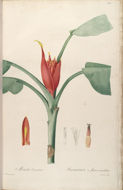 手绘插画 装饰画 花草图谱