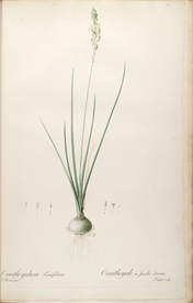 手绘插画 装饰画 花草图谱