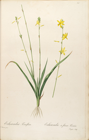 手绘插画 装饰画 花草图谱