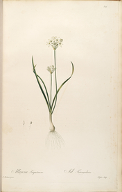 手绘插画 装饰画 花草图谱