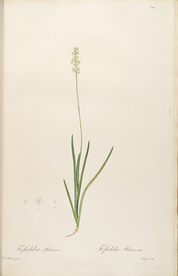 手绘插画 装饰画 花草图谱