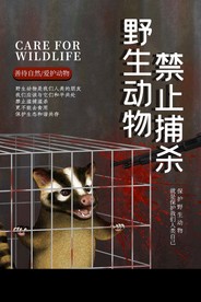 野生动物海报