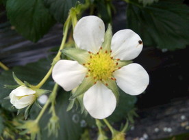 草莓花