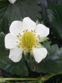 草莓花蕊