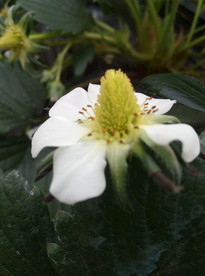 草莓花蕊