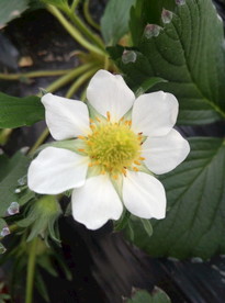 草莓花