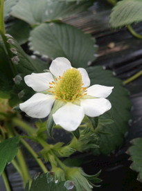 草莓花
