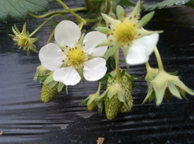草莓花