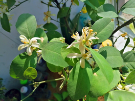 柠檬花开