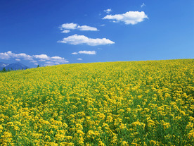 蓝天油菜花