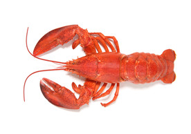 龙虾