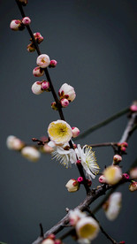 梅花 腊梅 桃花