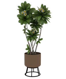 鸡蛋花3d模型