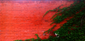 红墙与爬山虎