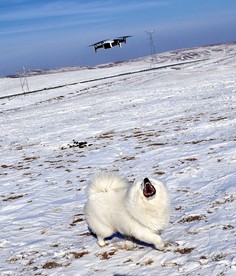 狗与无人机
