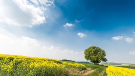 蓝天油菜花图片