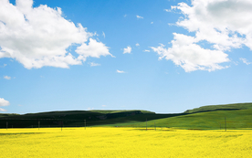蓝天油菜花图片