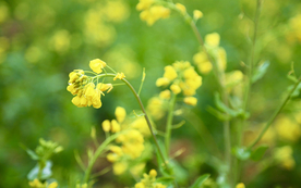 蓝天油菜花图片
