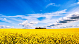 蓝天油菜花图片