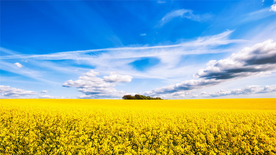蓝天油菜花图片