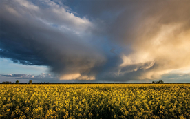 蓝天油菜花图片