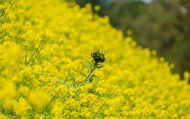 蓝天油菜花图片