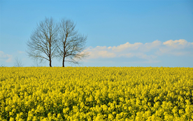 蓝天油菜花图片