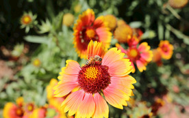 花间隐者小蜂蜜图片