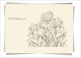 鸢尾花手绘稿