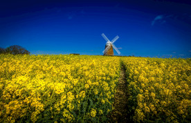 蓝天油菜画图片