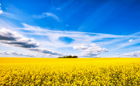 蓝天油菜画图片