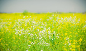 蓝天油菜画图片
