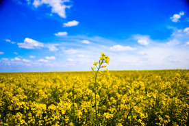 蓝天油菜画图片