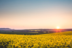 蓝天油菜画图片