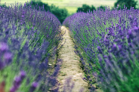 薰衣草田园图片