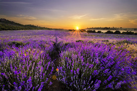 薰衣草田园图片