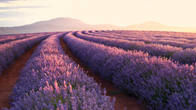 薰衣草田园图片